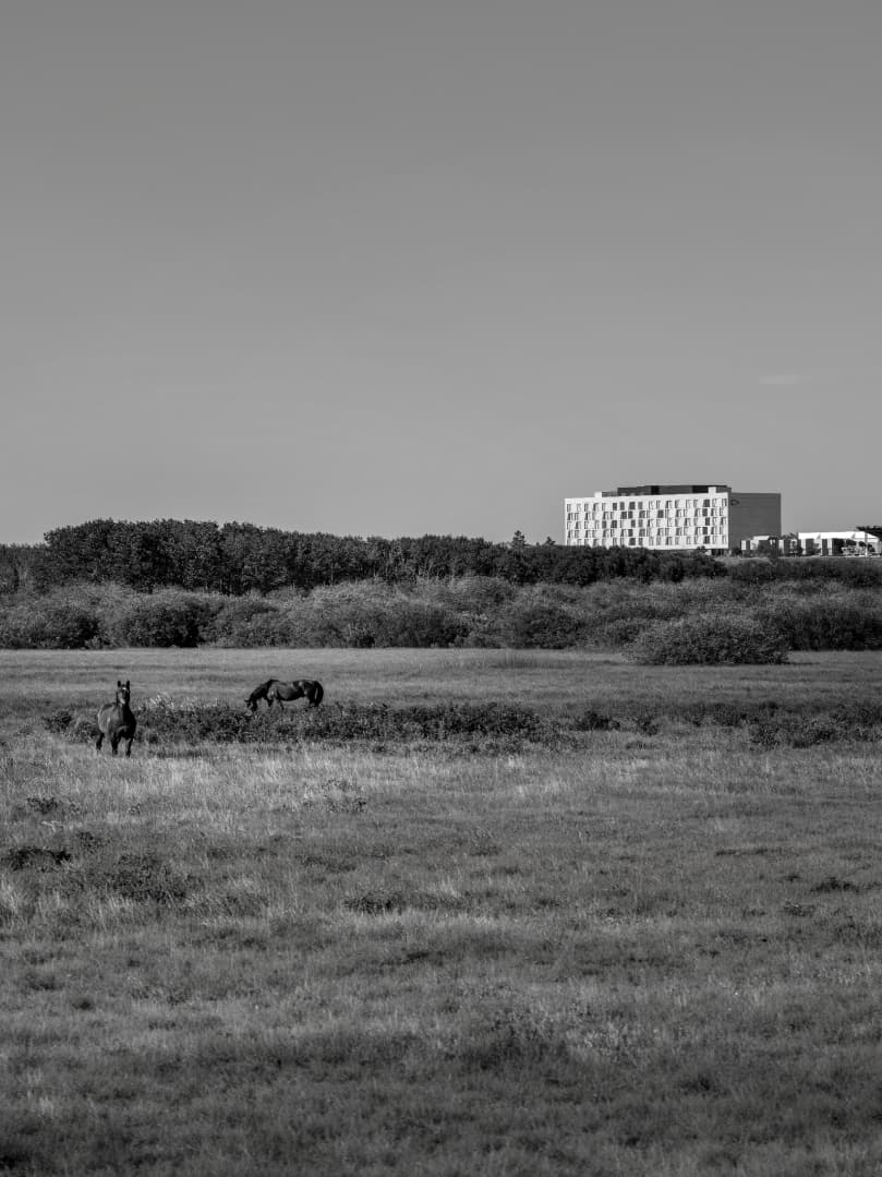Field with horses and a building in the distance